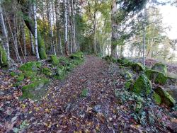 Chemin et mousse