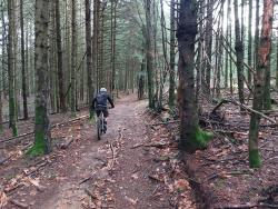 VTTiste en sous-bois