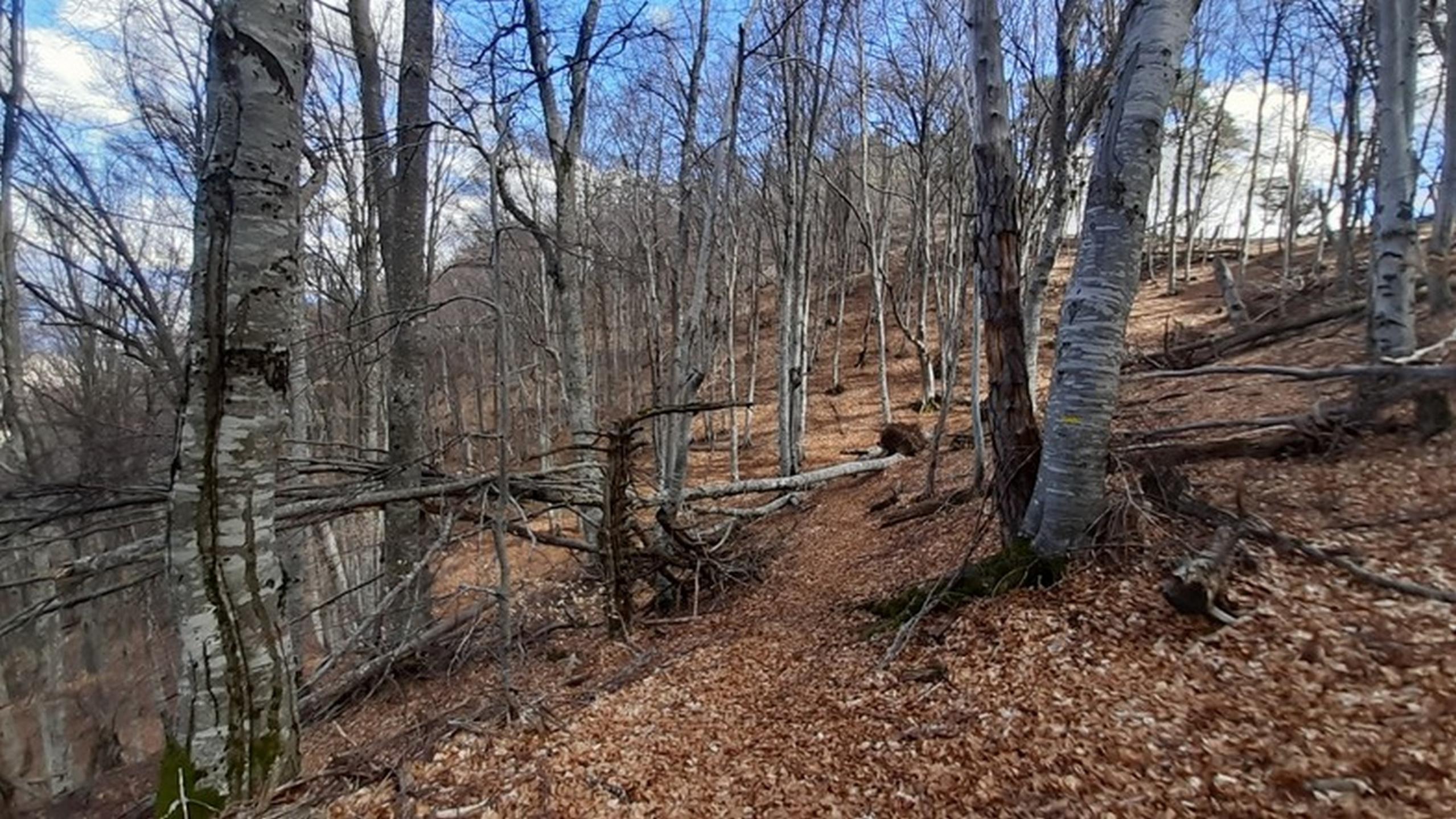 Gigors - La Plane - Le Bosquet