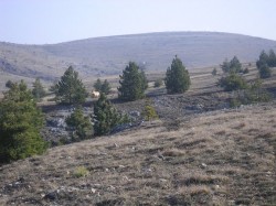 Enclos des chevaux de Przewalski
