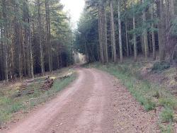 Nouvelle piste forestière (Montloup)