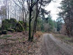 Chemin forestier