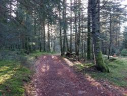 Chemin forestier