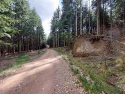 Piste Forestière