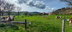 Vaches à Épualé