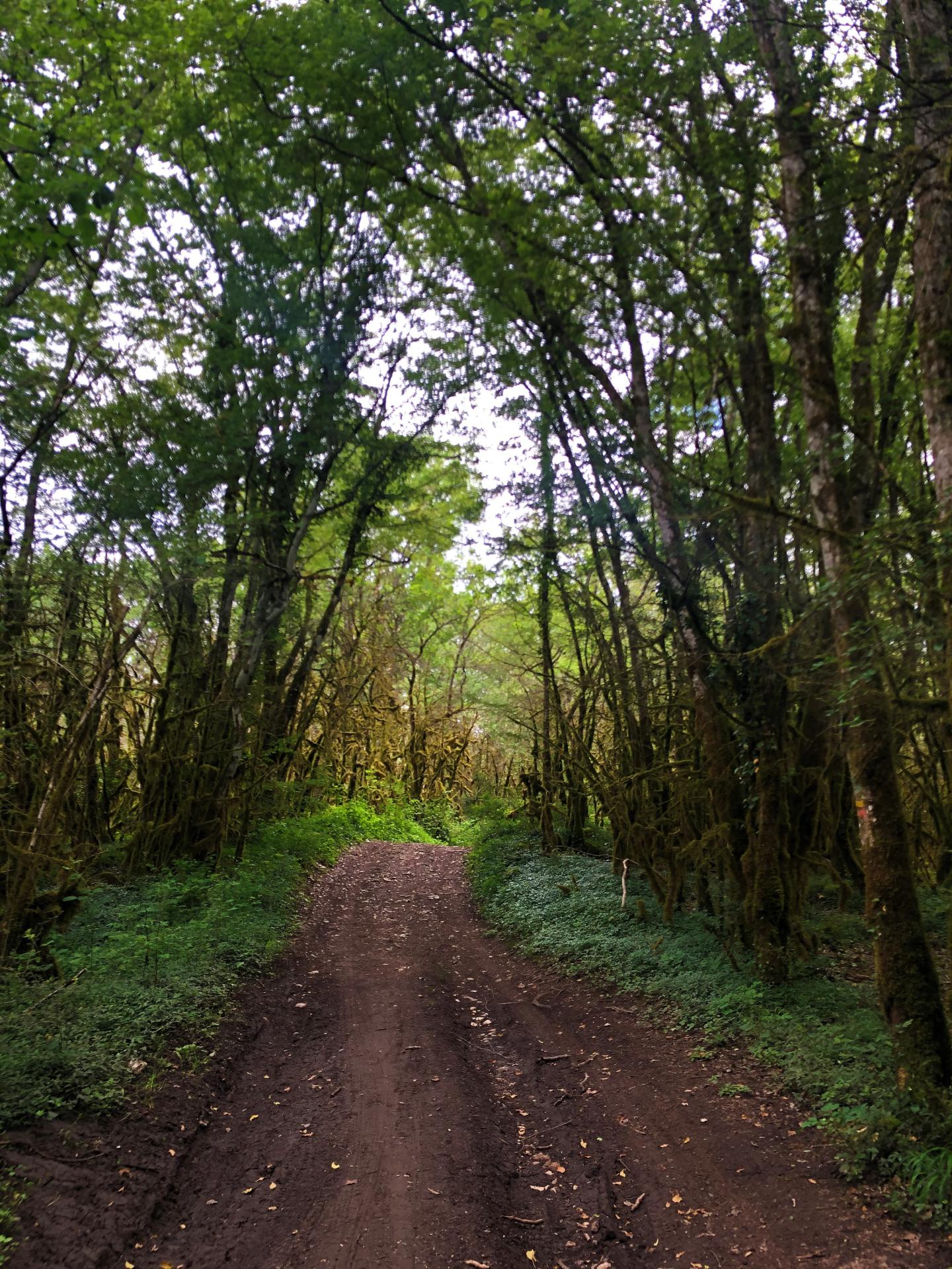 Espace VTT-FFC Ain - Forestière - Circuit N° 6 : Les Enfants du Marais