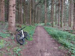 Chemin forestier