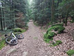 Chemin forestier