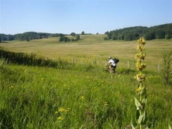 Le Jura est aussi le pays de la Genciane