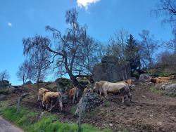 Vaches à Luxal