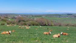 Vaches sur les hauteurs avec vue sur Laguiole et les Monts du Cantal