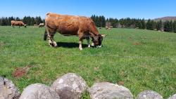 Paysage d'Aubrac, vaches