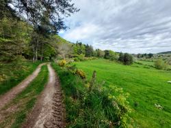 Chemin entre bois et prairie