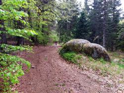 Chemin forestier avec gros bloc de granit