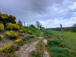 Chemin herbeux bordé de genets