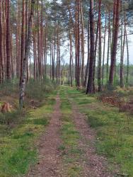 Joli sous-bois de Sologne