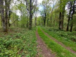 Chemin forestier