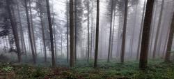 Brouillard