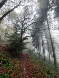 Single en sous-bois dans le brouillard
