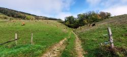 Vaches au pâturage