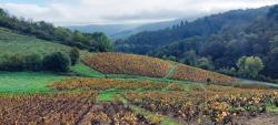 Vignoble du Beaujolais