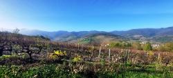 Paysage des Monts du Beaujolais