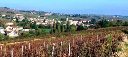 Vignoble et vue sur Le Perréon au retour