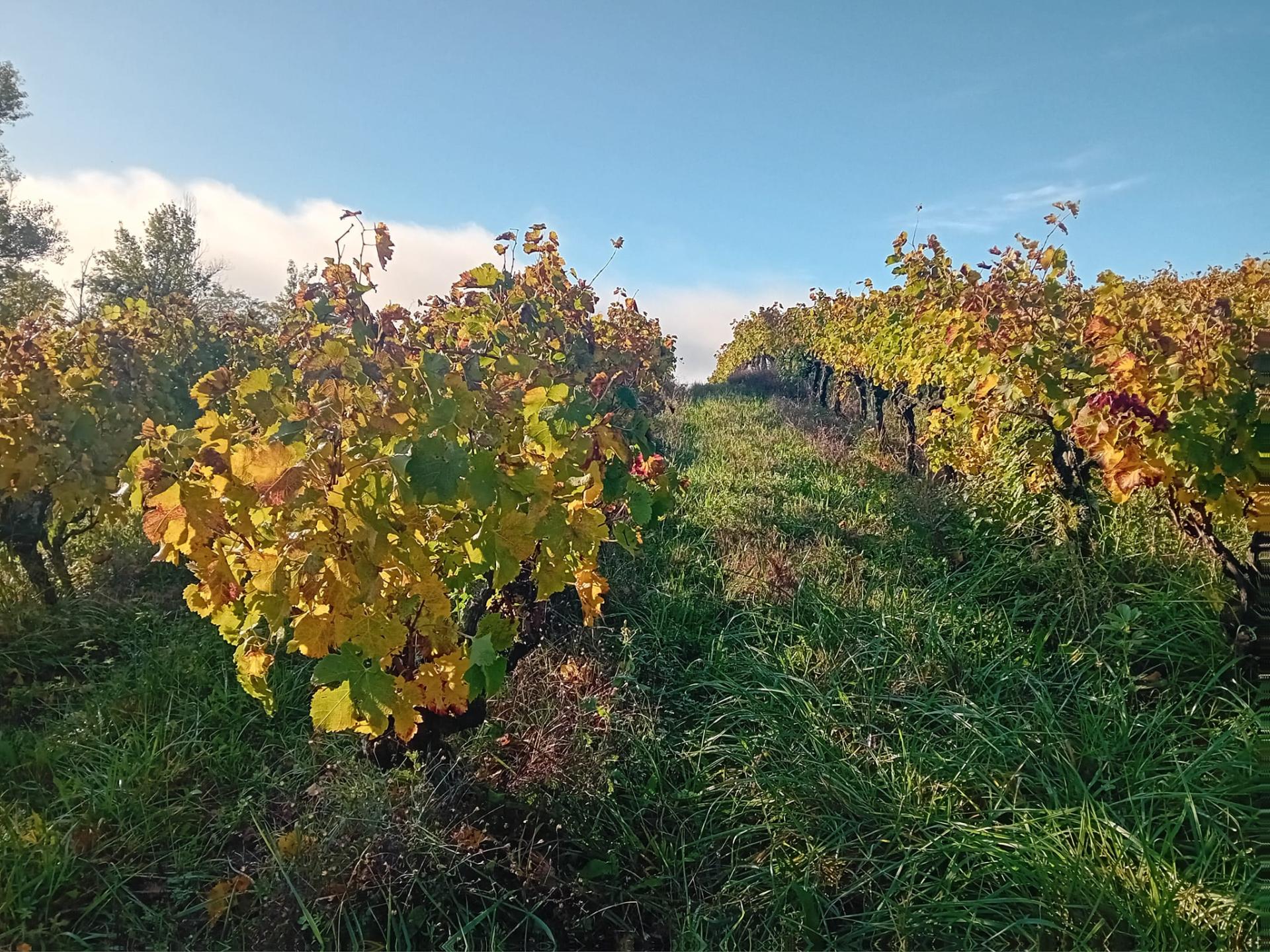 Gaillac - Le chemin de Pompirac