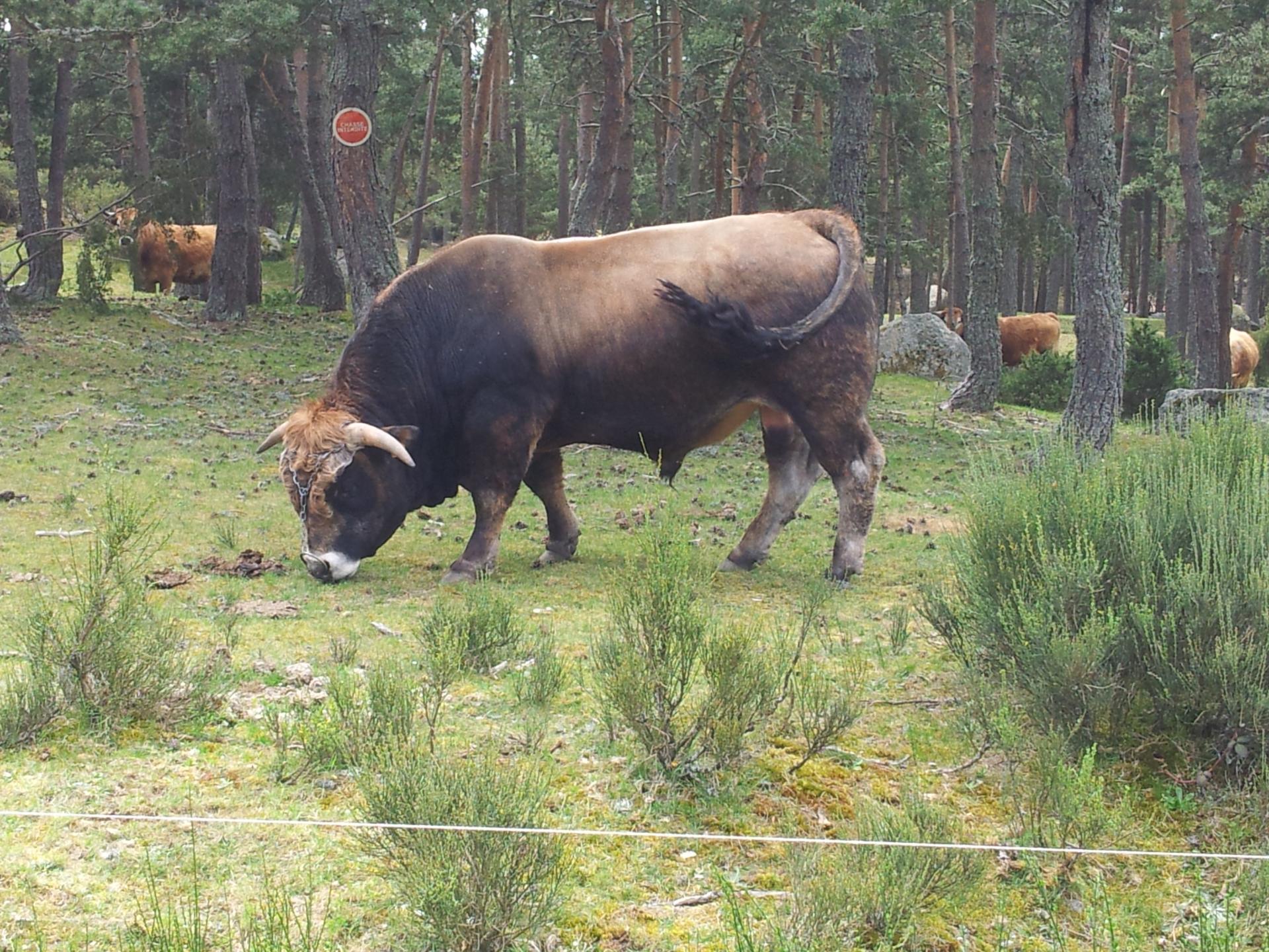 Tour Aubrac - Margeride -Etape 6/6 : Le Giraldès - Aumont-Aubrac