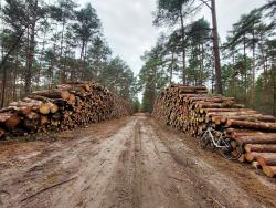 Piste forestière et tas de bois