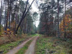 Piste forestière