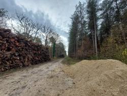 Dans la Forêt Domaniale de Lamotte-Beuvron