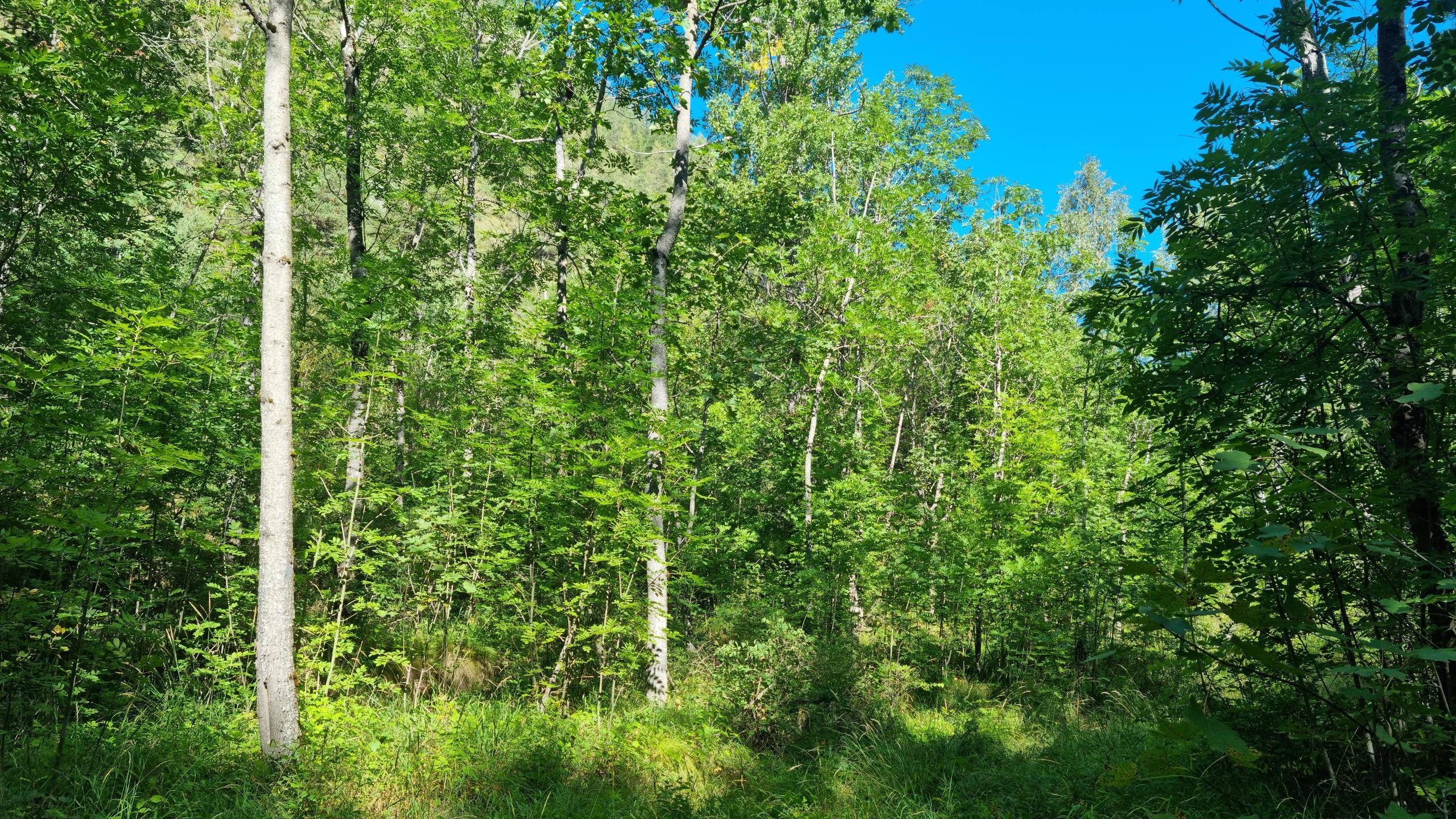 Espace Val d'Allos - Le Plan - VTT AE