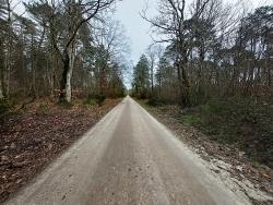 Piste forestière très roulante