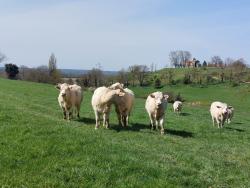 Vaches et chapelle de la Ronde
