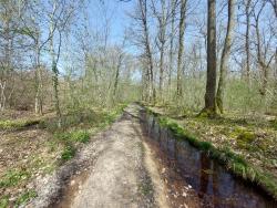 Bois de Malvaure, piste marécageuse