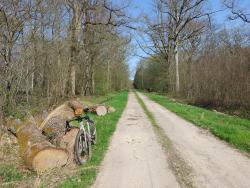 Forêt des Mouzières, piste rectiligne