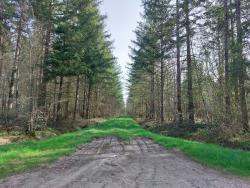 Forêt des Mouzières, chemin herbeux