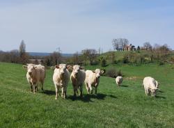 Vaches et chapelle de la Ronde