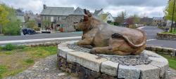Vache Aubrac sur la Place du Foirail