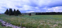 Paysage et vaches des Monts d'Aubrac