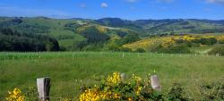 Paysages des Monts de la Madeleine et genêts