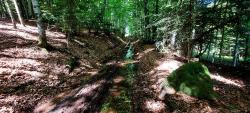 Bois Goutte Chevalier, chemin ruisseau