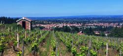 Loge de vigne et vue sur Renaison