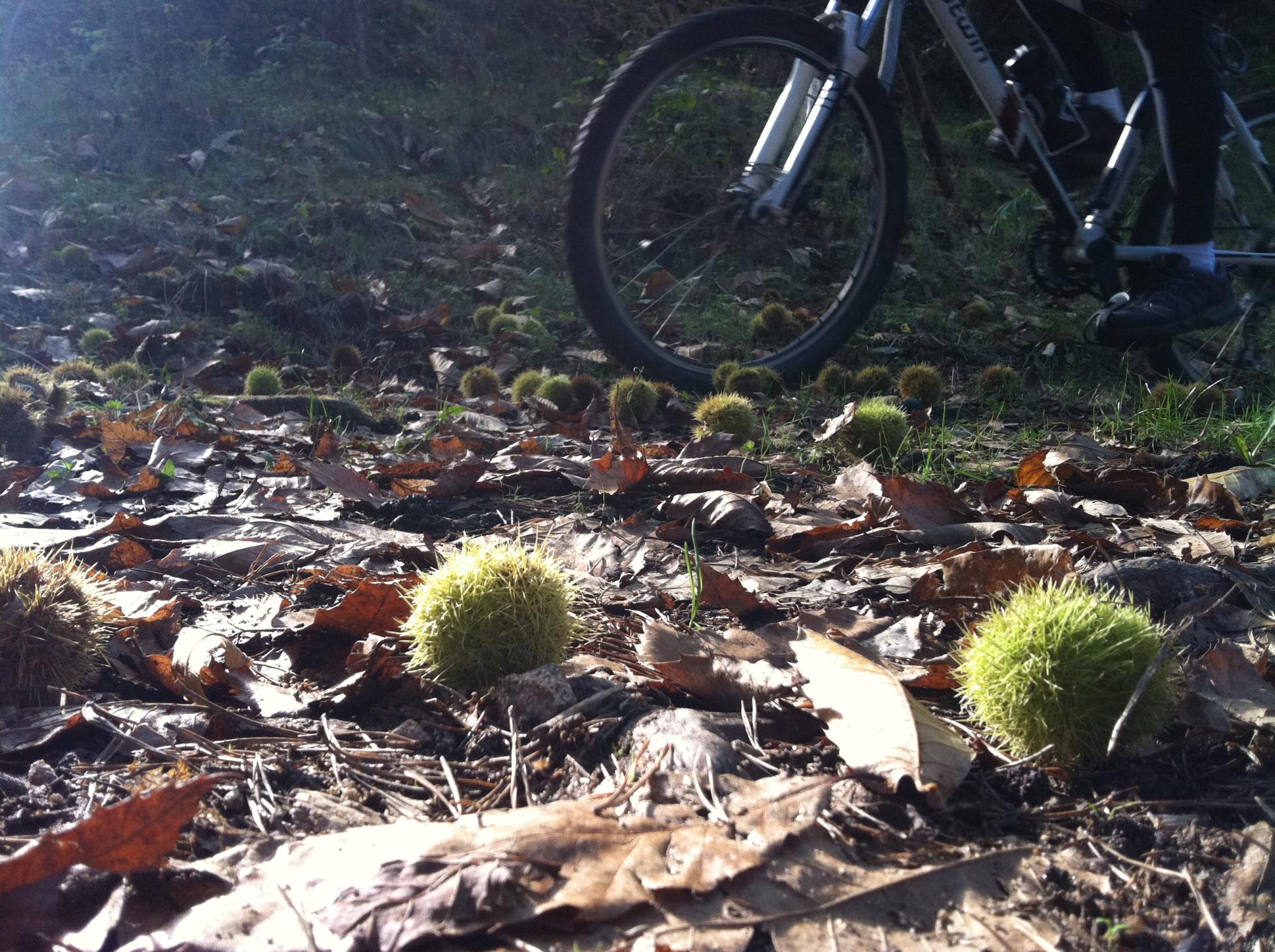 Col du Buisson