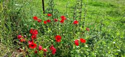 Coquelicots