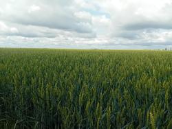Plateau Briard