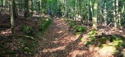 Joli chemin en sous-bois peu après le départ