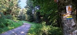 Longues piste montante dans le Bois de la Regardière et vers les Planches (ruisseau)