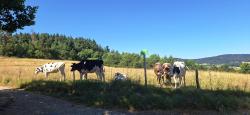 Vaches